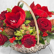 Festive Amaryllis Basket
